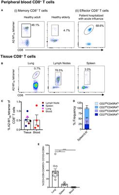 Single-Cell Approach to Influenza-Specific CD8+ T Cell Receptor Repertoires Across Different Age Groups, Tissues, and Following Influenza Virus Infection